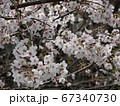 満開の桜 67340730