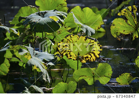 蓮の枯葉 67340847
