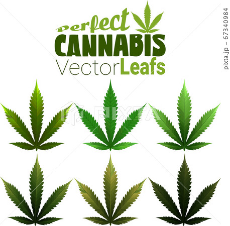 Perfect Cannabis Leafs In Vectorのイラスト素材