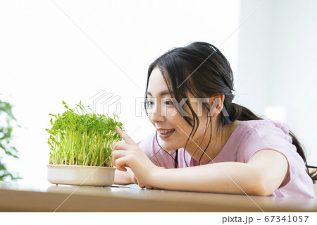 豆苗栽培 豆苗栽培 67341057