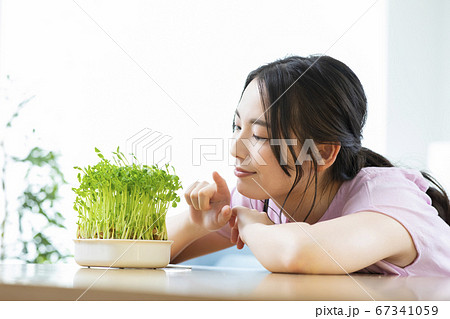 豆苗栽培 豆苗栽培 67341059