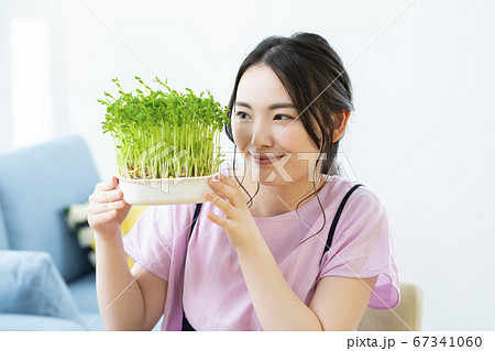 豆苗栽培 豆苗栽培 67341060