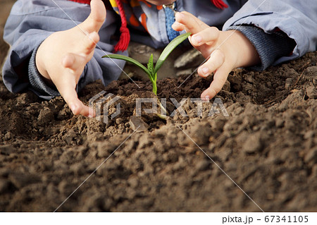 sprout in children hand 67341105