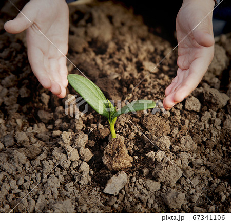 Green Sprout 67341106