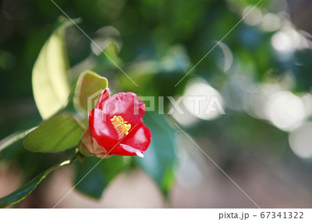 椿 野生の花 花 67341322