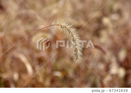 猫じゃらし 67341639