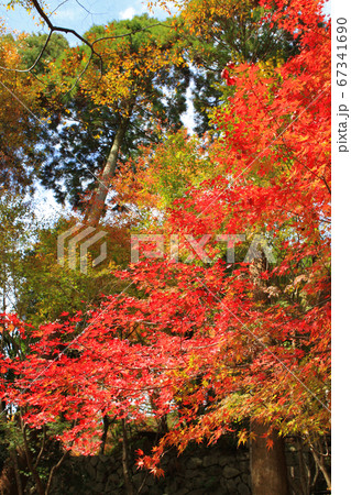 佐賀県唐津市「環境芸術の森」紅葉の森の景観 佐賀県唐津市「環境芸術の森」紅葉の森の景観 67341690