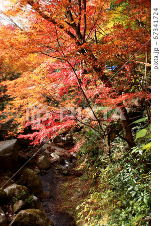 佐賀県唐津市「環境芸術の森」紅葉の森の景観 67341724