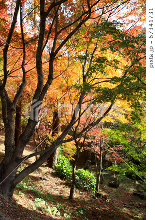 佐賀県唐津市「環境芸術の森」紅葉の森の景観 佐賀県唐津市「環境芸術の森」紅葉の森の景観 67341731