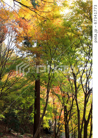 佐賀県唐津市「環境芸術の森」紅葉の森の景観 67341773