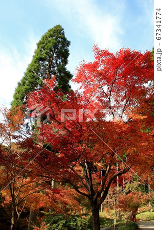 佐賀県唐津市「環境芸術の森」紅葉の森の景観 佐賀県唐津市「環境芸術の森」紅葉の森の景観 67341774