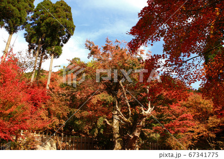 佐賀県唐津市「環境芸術の森」紅葉の森の景観 佐賀県唐津市「環境芸術の森」紅葉の森の景観 67341775