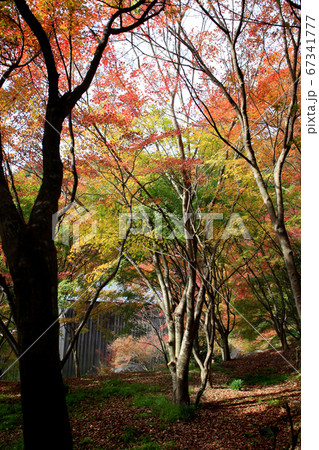 佐賀県唐津市「環境芸術の森」紅葉の森の景観 佐賀県唐津市「環境芸術の森」紅葉の森の景観 67341777