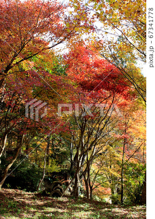 佐賀県唐津市「環境芸術の森」紅葉の森の景観 67341778