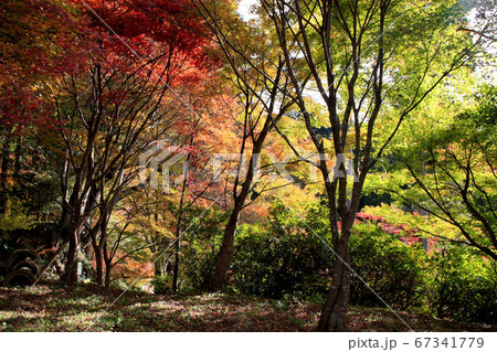 佐賀県唐津市「環境芸術の森」紅葉の森の景観 佐賀県唐津市「環境芸術の森」紅葉の森の景観 67341779