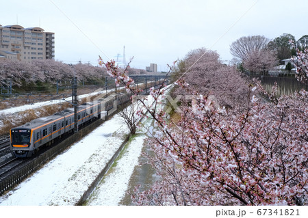 成田スカイアクセス線　アクセス特急　雪と桜のコラボレーション　 67341821
