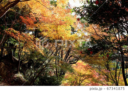 佐賀県唐津市「環境芸術の森」紅葉の森の景観 67341875