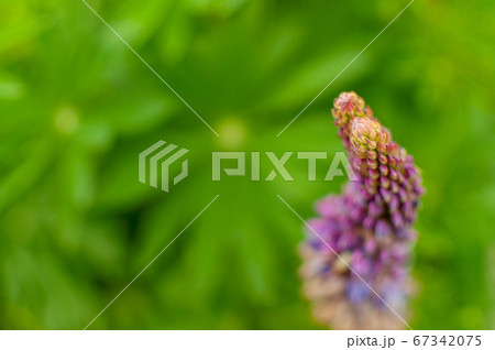 Blooming violet Lupine flower on green blurred leafy background with space for text. Lupinus polyphyllus. Blooming violet Lupine flower on green blurred leafy background with space for text. Lupinus polyphyllus. 67342075