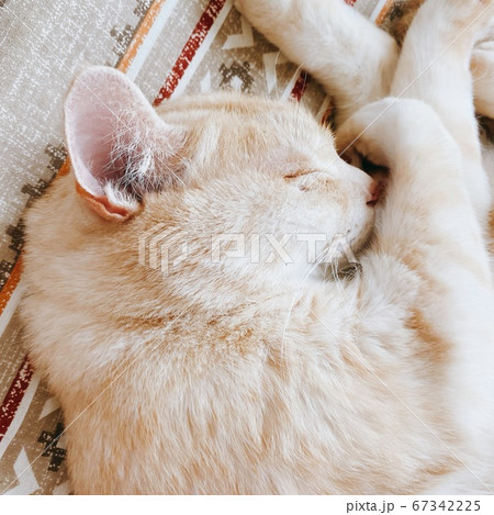 あったかい陽気のお昼寝ねこ 67342225