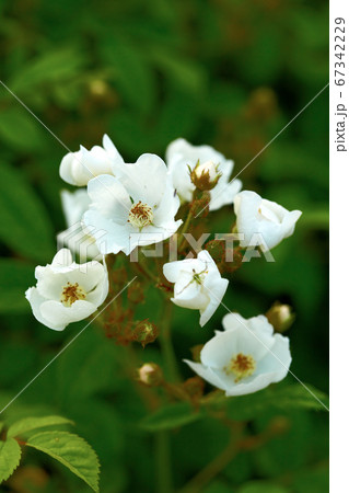 ノイバラ 野生の花 屋外 67342229