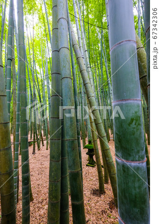 神奈川県鎌倉の竹林 67342306
