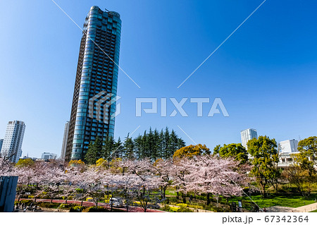 六本木 東京ミッドタウンの桜 67342364