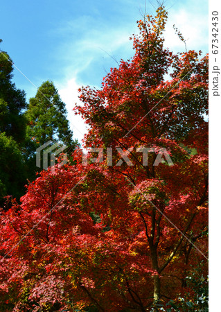 佐賀県唐津市「環境芸術の森」紅葉の森の景観 佐賀県唐津市「環境芸術の森」紅葉の森の景観 67342430