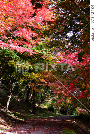 佐賀県唐津市「環境芸術の森」紅葉の森の景観 佐賀県唐津市「環境芸術の森」紅葉の森の景観 67342434
