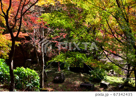 佐賀県唐津市「環境芸術の森」紅葉の森の景観 佐賀県唐津市「環境芸術の森」紅葉の森の景観 67342435