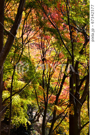 佐賀県唐津市「環境芸術の森」紅葉の森の景観 佐賀県唐津市「環境芸術の森」紅葉の森の景観 67342577