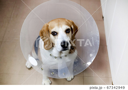 Shock collar shop for beagle