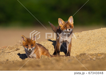Red fox siblings playing near den on sunny summer evening. 67343048