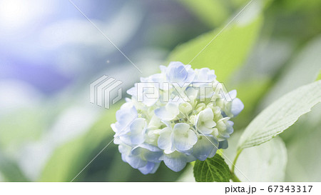 雨の滴に濡れた紫陽花の花 67343317