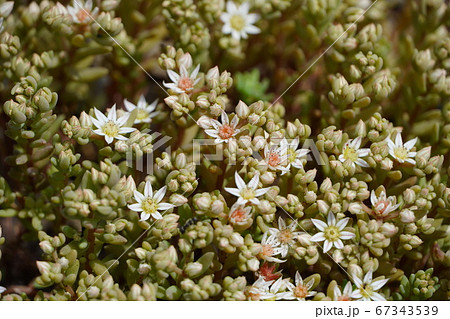 ウスユキマンネングサ 67343539