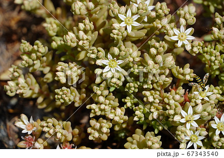 ウスユキマンネングサ 67343540