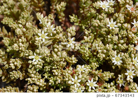 ウスユキマンネングサ 67343543