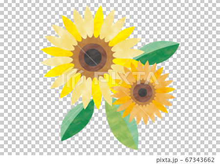 Sunflower 67343662
