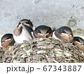 燕の巣 67343887