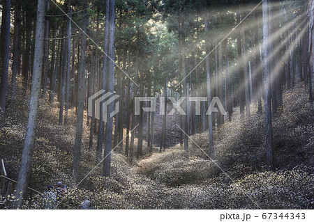 茂木町焼森山のミツマタ群生地 67344343