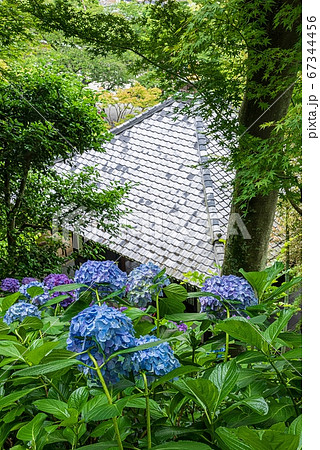 鎌倉 長谷寺 経蔵とあじさいの写真素材