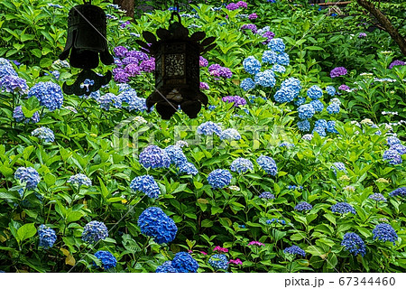 鎌倉 長谷寺 経蔵裏のあじさいの写真素材