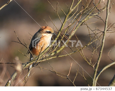 モズ（野鳥） 67344537