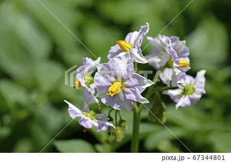 ジャガイモ(キタアカリ)の花 ジャガイモ(キタアカリ)の花 67344801