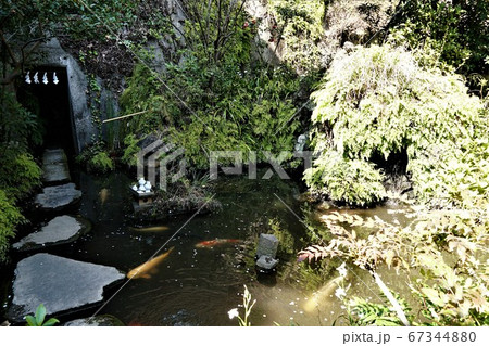 神奈川区 大綱金刀比羅神社 庭園の池 67344880