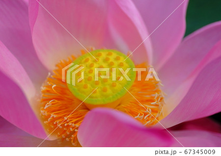 蓮の花 蓮の花 67345009