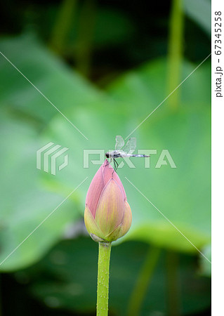 大賀ハスの蕾と蜻蛉 67345258