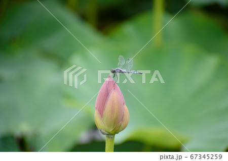 大賀ハスの蕾と蜻蛉 67345259