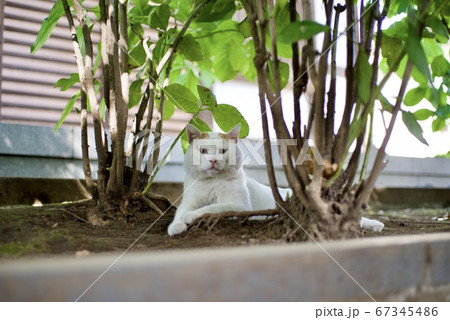 境内の猫 67345486