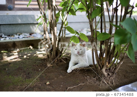 境内の猫 67345488