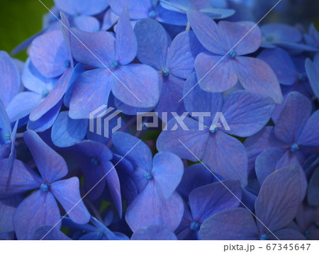 紫陽花 紫陽花 67345647